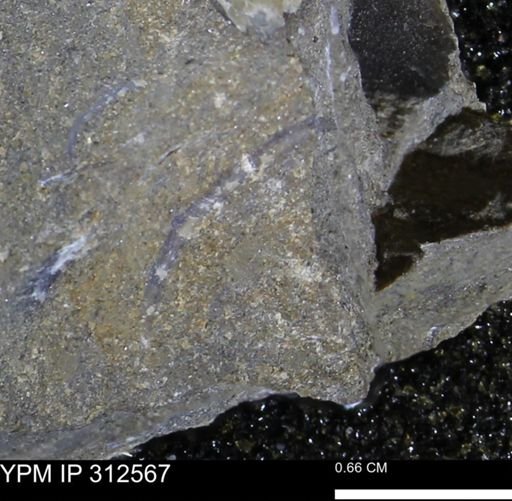 undet. Bivalvia