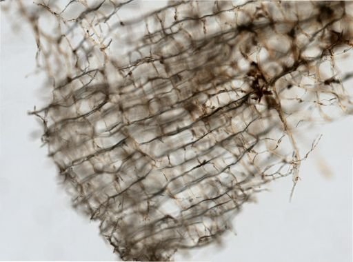 cf. Amphimedon complanata