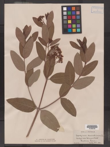 Apocynum cannabinum