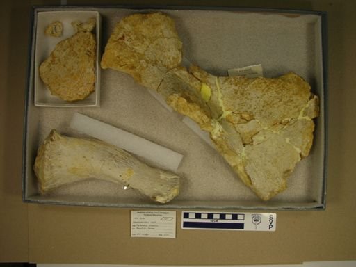 Elasmosauridae