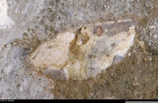 undet. Bivalvia