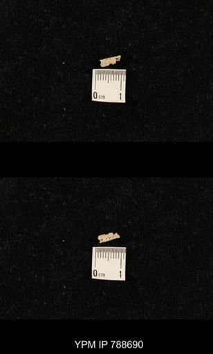taxon undetermined