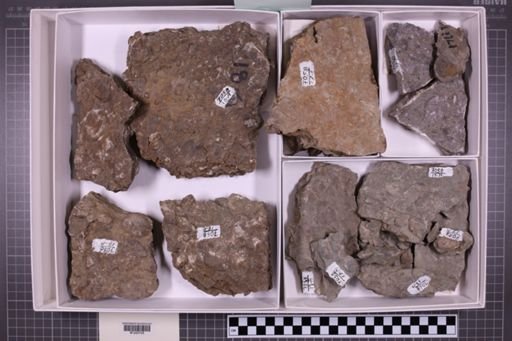 mixed taxa, stratigraphic collection