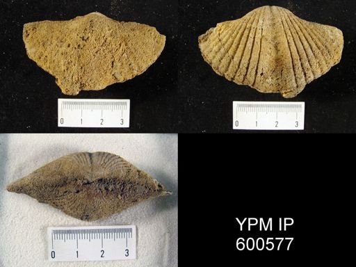 Spirifer intermedius