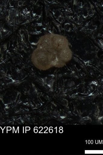 undet. Globorotaliidae