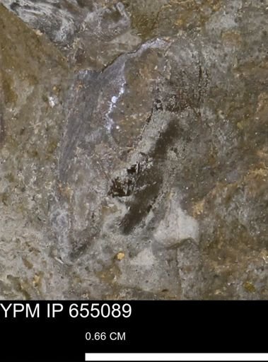 Lingula