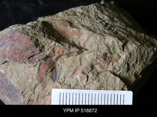undet. Hyolithida