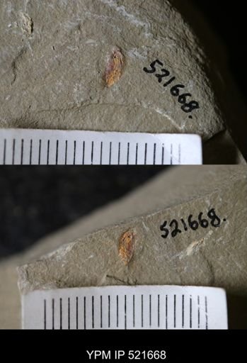 undet. Synziphosurina