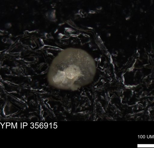 undet. Foraminiferida