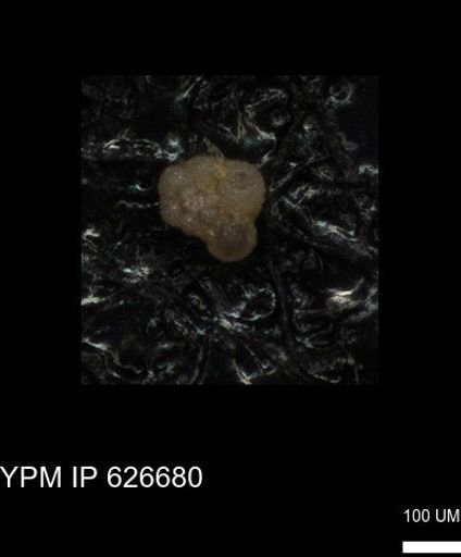 undet. Foraminiferida