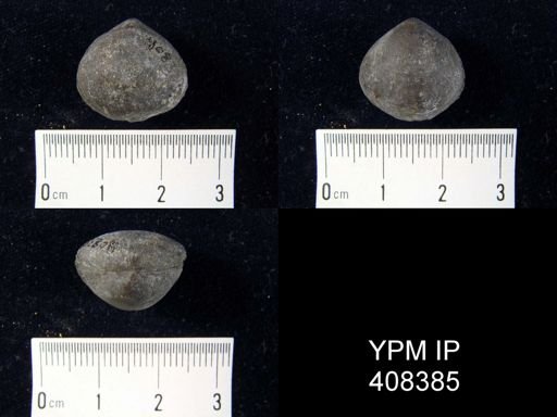 Nucleospira swartzi