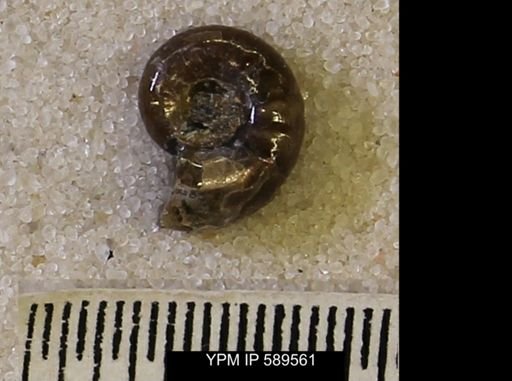 Hoploscaphites comprimus