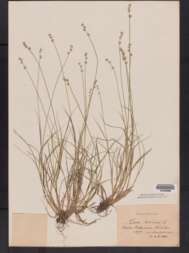 Carex