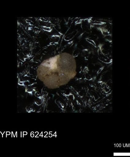 undet. Foraminiferida