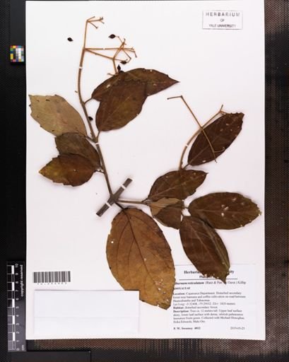 Viburnum reticulatum