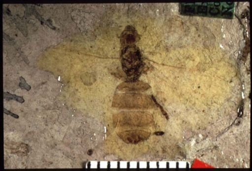 Liometopum miocenicum