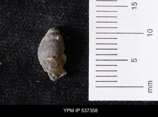 Goniobasis ortmanni