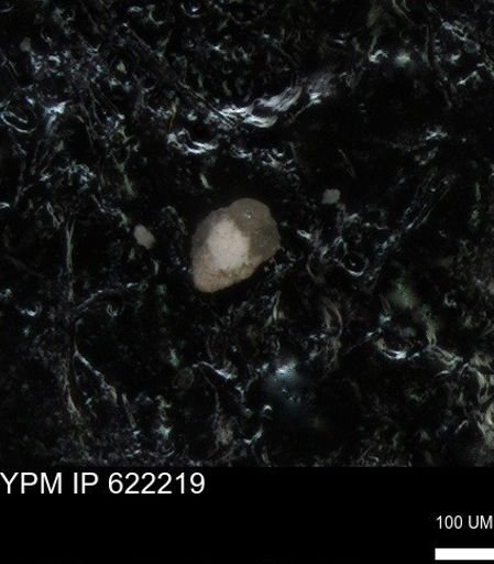 undet. Foraminiferida