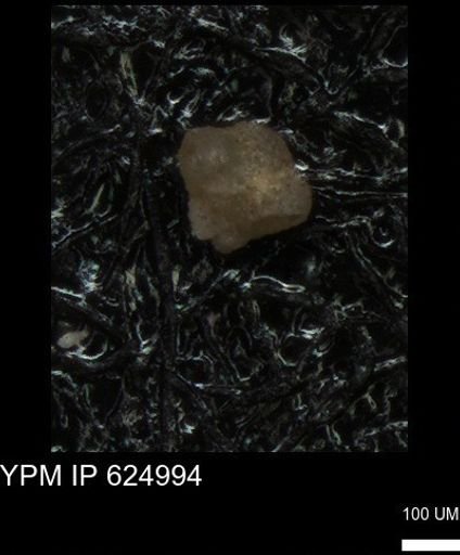 undet. Foraminiferida