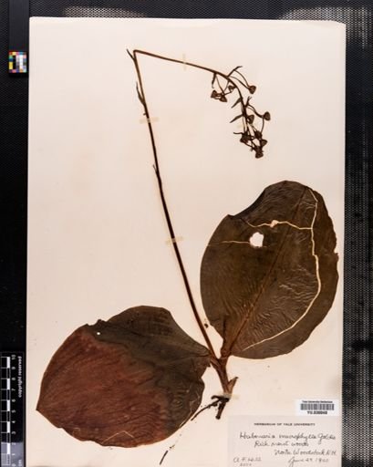 Habenaria orbiculata