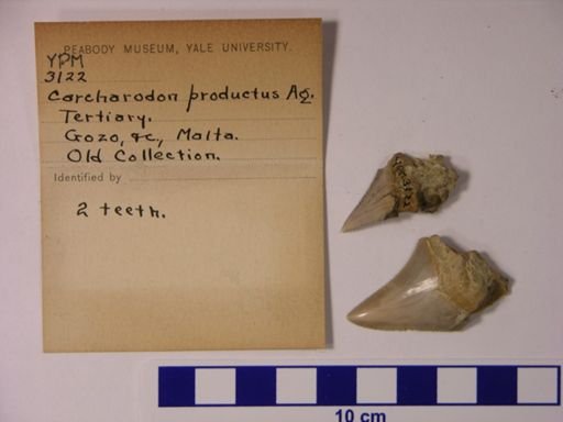 Carcharodon productus