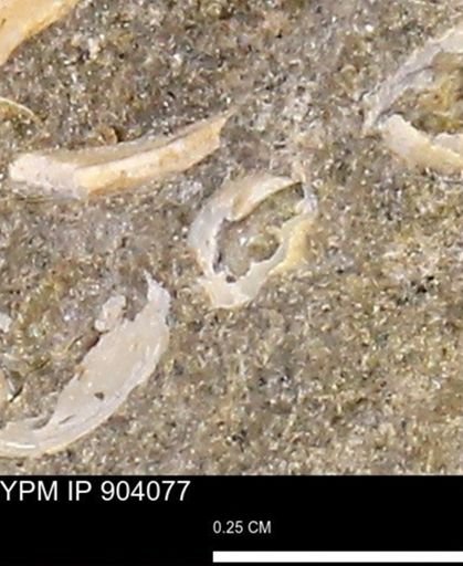 undet. Mollusca