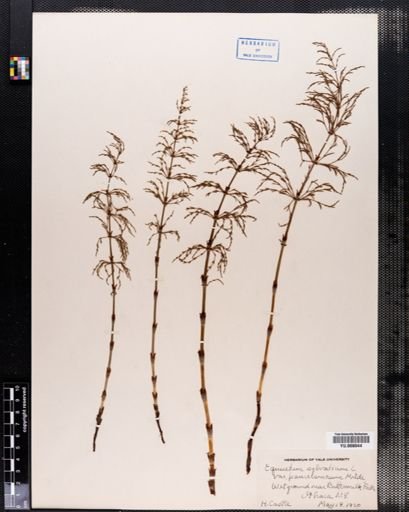 Equisetum sylvaticum