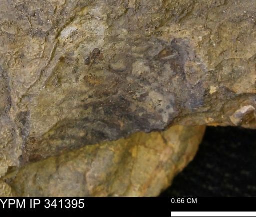 Inoceramus sp.