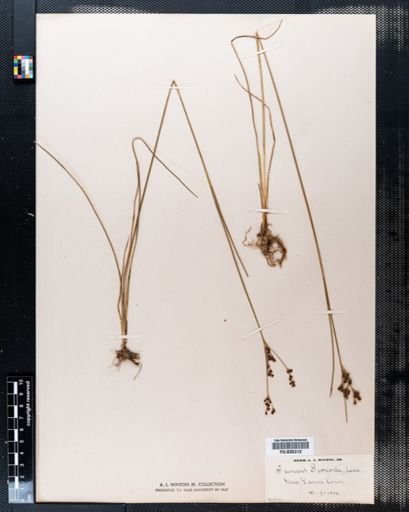 Juncus