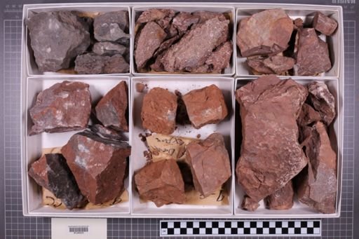 mixed taxa, stratigraphic collection