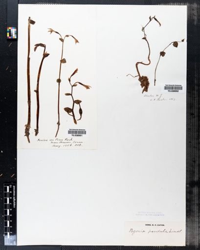 Pogonia ophioglossoides