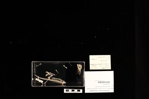 Chamaeleo jacksonii merumontanus