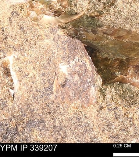 undet. Mollusca