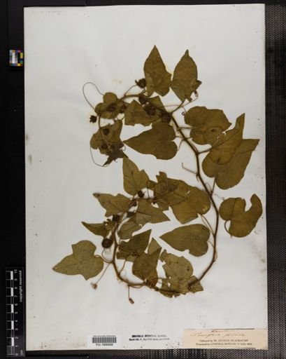 Plantae