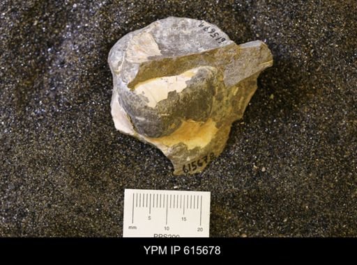 undet. Bivalvia