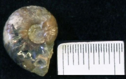undet. Scaphitidae
