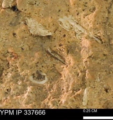 undet. Mollusca