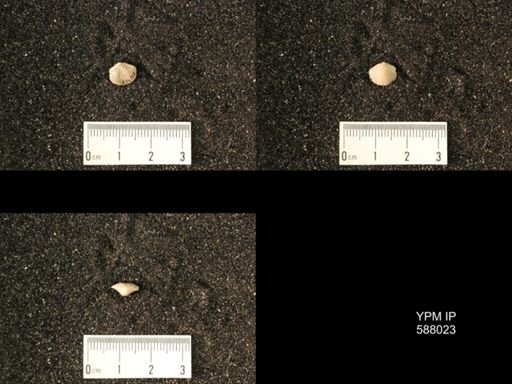 Zygospira modesta