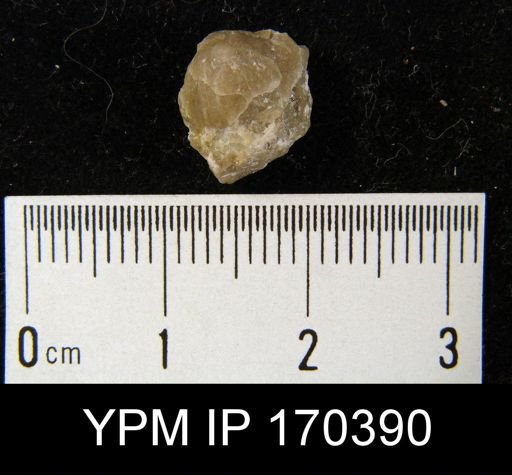 Leptella sp.