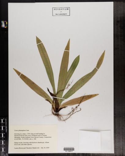 Plantae
