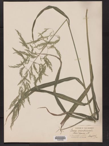 Cinna arundinacea