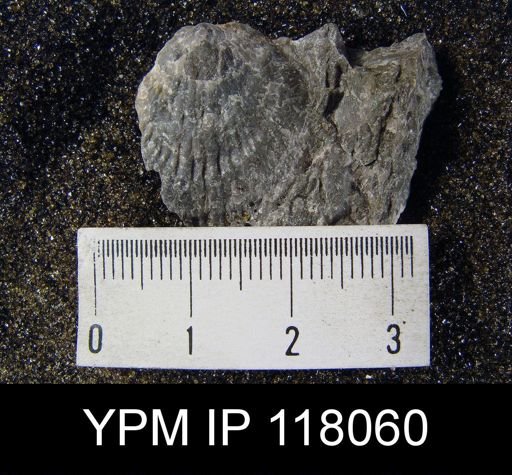 Atrypa reticularis