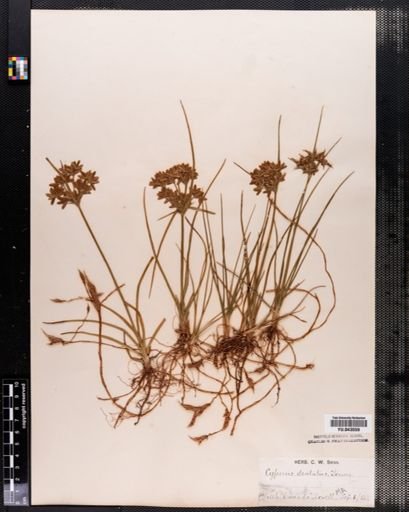 Cyperus dentatus