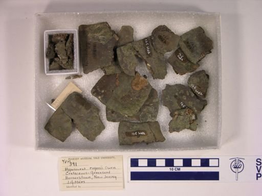 Hyposaurus rogersii