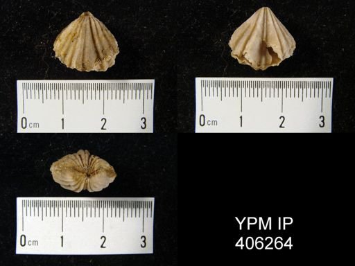 Rhynchotrema sp.