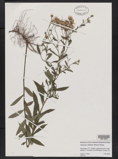 Oclemena x blakei