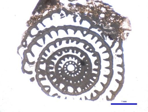 Schwagerina laxissima