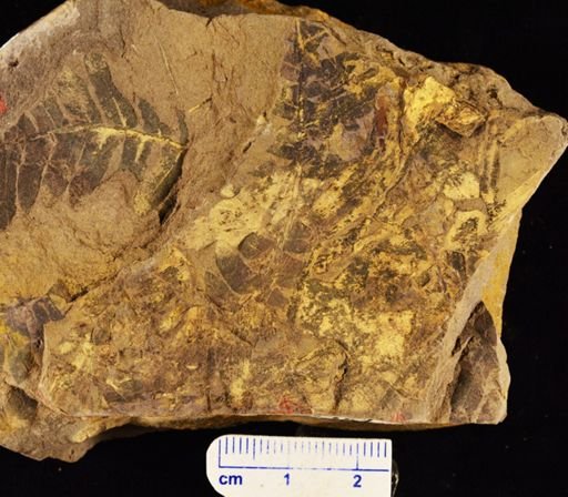Cladophlebis sp.