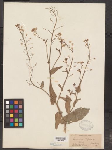 Brassica napus