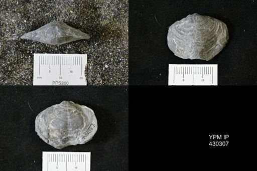 Athyris spiriferoides